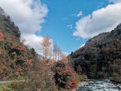 -卧龙自然保护区