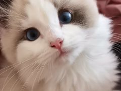 -东方名猫馆·英短金渐层布偶猫舍(环线广场1号楼店)