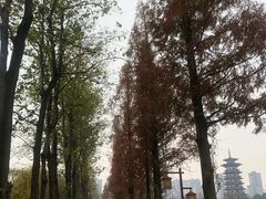 -洋湖国家湿地公园
