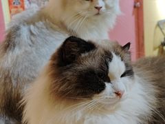 -喵小馆·猫咖狗咖猪咖·饮品店