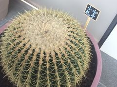 -生如夏花泰式火锅(西村黑金店)