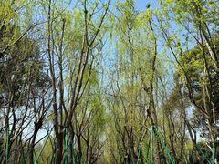 -柳浪闻莺公园
