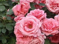 -下沉广场(羊坊店街道)