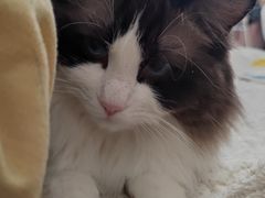 -米苏动物医院·犬猫专科·骨科外科内窥镜