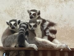 -石家庄市动物园