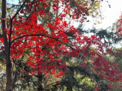 -宜兴龙背山森林公园