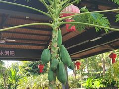 -中国科学院西双版纳热带植物园