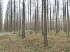 -黄海国家森林公园