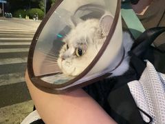 -谐和贝康宠物医院24小时·宠保定点(急重症转诊中心)
