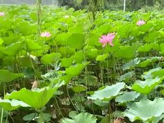 -大兴滨河森林公园