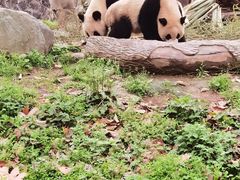 -都江堰中华大熊猫苑