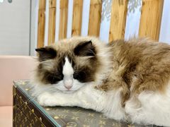 -青奢宠物·青奢猫舍