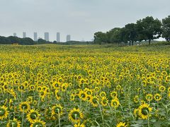-苏州湾体育公园