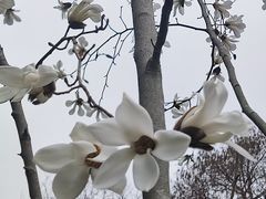 -上海滨江森林公园