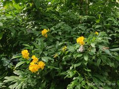 -正佳雨林生态植物园