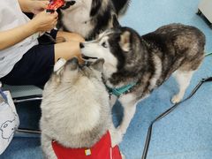 -北京赛佳动物医院