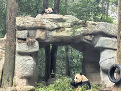 -中国大熊猫保护研究中心雅安碧峰峡基地