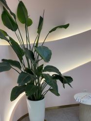 -MUSES专业脱毛比基尼サロン日式连锁