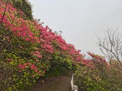 -木兰云雾山