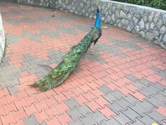 -吉隆坡雀鸟公园