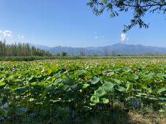 -野鸭湖国家湿地公园