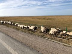 -青海湖国家重点风景名胜区