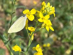 -光明小镇欢乐田园