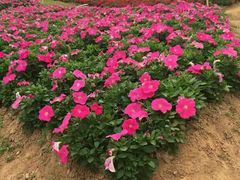 -松山湖梦幻百花洲