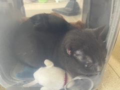 -宠颐生动物医院·猫科·心脏科(海口分院)