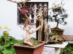 -上海醉白池公园
