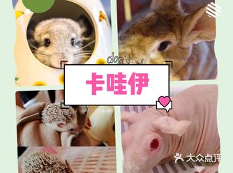 孩子新喜欢小动物，这是每次孩子考试完都要带孩子来放松
