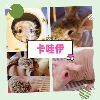 孩子新喜欢小动物，这是每次孩子考试完都要带孩子来放松
