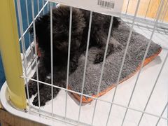 -龟与熊猫宠物公园(南坪店)