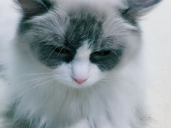 -藏猫猫咖啡主题馆(中央大道店)