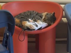 -平行世界·猫咖(首经贸店)