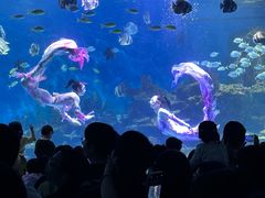 -海合安武汉极地海洋公园
