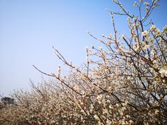 -广州市流溪河国家森林公园