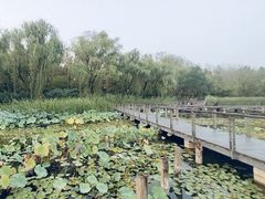 -昆山城市生态森林公园