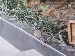 -爱侣·安琦尔宠物医院·中兽医针灸·心内科·狂犬免疫点(宝山区院)