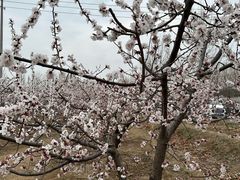 -樱花山风景区