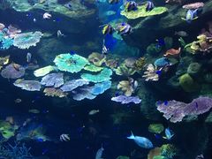-暹罗海洋世界