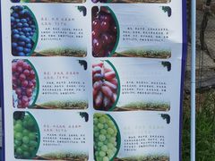 -金谷域澳洲庄园