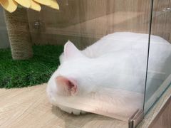 -BABIT巴比特宠物(MOMOPARK店)