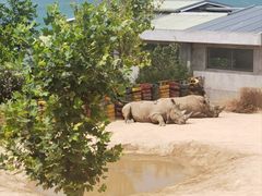 -西霞口神雕山野生动物世界