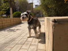 -欧奕国际动物医院