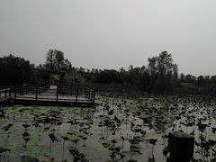 -大湾区中央湿地公园