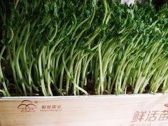 活体豆苗-左庭右院鲜牛肉火锅(百联临港店)
