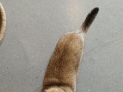 -飞行喵MR PILOT|猫舍·猫咖(静安大融城店)