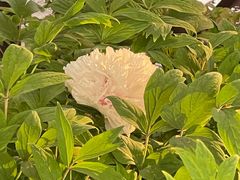 -洛阳市隋唐城遗址植物园