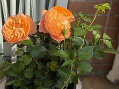 -循礼门鲜花花市(武汉循礼门店)